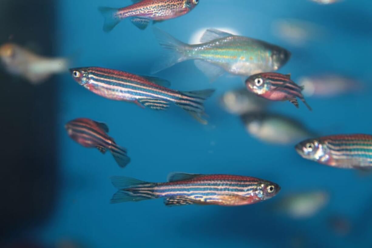 Most of the genetic variants associated with human diseases can be found in zebra fish. The differences between species arise from variations in the ways the parts of DNA are arranged.