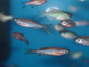 Most of the genetic variants associated with human diseases can be found in zebra fish. The differences between species arise from variations in the ways the parts of DNA are arranged.