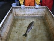 Julann Spromberg, a research toxicologist with Ocean Associates Inc., working under contract with NOAA Fisheries, observes a salmon placed in a tank of clear water Oct. 20, 2014after it died from four hours of exposure to unfiltered highway runoff water.  A study by researchers at Washington State University Vancouver found that stormwater is more harmful to fish than perviously thought, according to a study released Monday. (AP Photo/Ted S.