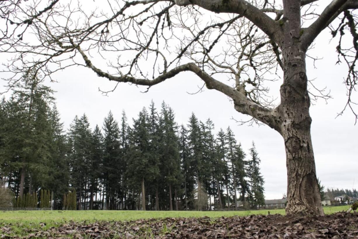 Otto Brown Neighborhood Park will include a nature play area that repurposes trees that need to be cut down for construction and highlights remaining trees. The nature area will include a wood chip path, logs to climb on and landscaping to attract butterflies, birds and other wildlife.