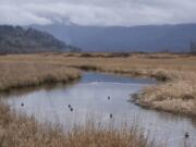 The Steigerwald Lake National Wildlife Refuge offers sanctuary to birds and other wildlife. A project to reconnect it with the Columbia River and open up hundreds of acres of salmon habitat at the refuge recently took a significant step forward thanks to a $4.6 million grant from the Washington State Department of Ecology Floodplains by Design program.