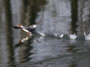 A female common merganser is seen in the Burke Slough near Woodland during a recent Saturday morning birding trip with the Vancouver Audubon Society.