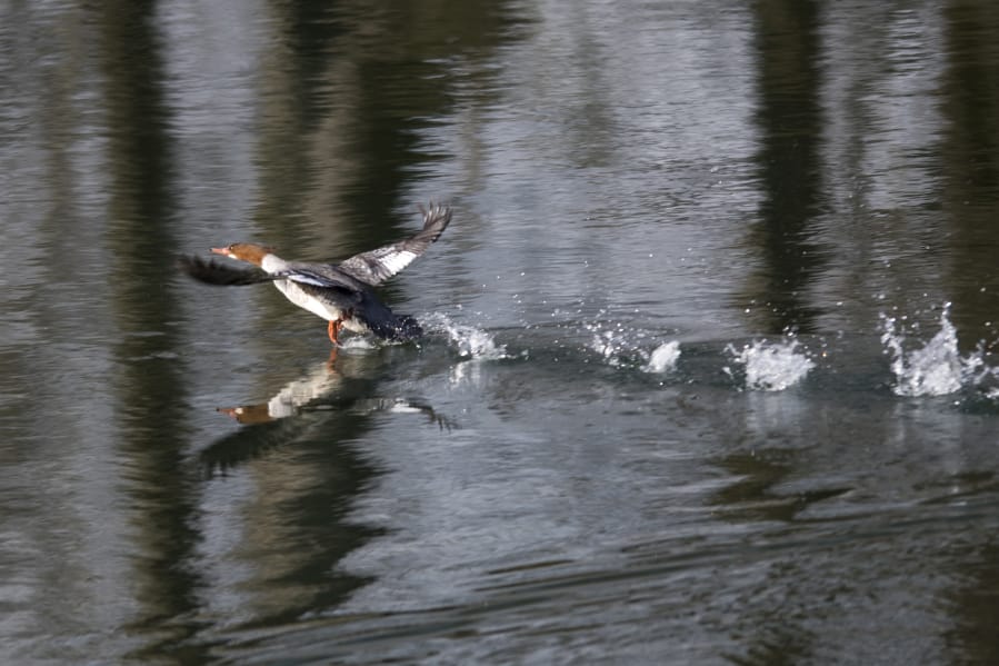 A female common merganser is seen in the Burke Slough near Woodland during a recent Saturday morning birding trip with the Vancouver Audubon Society.