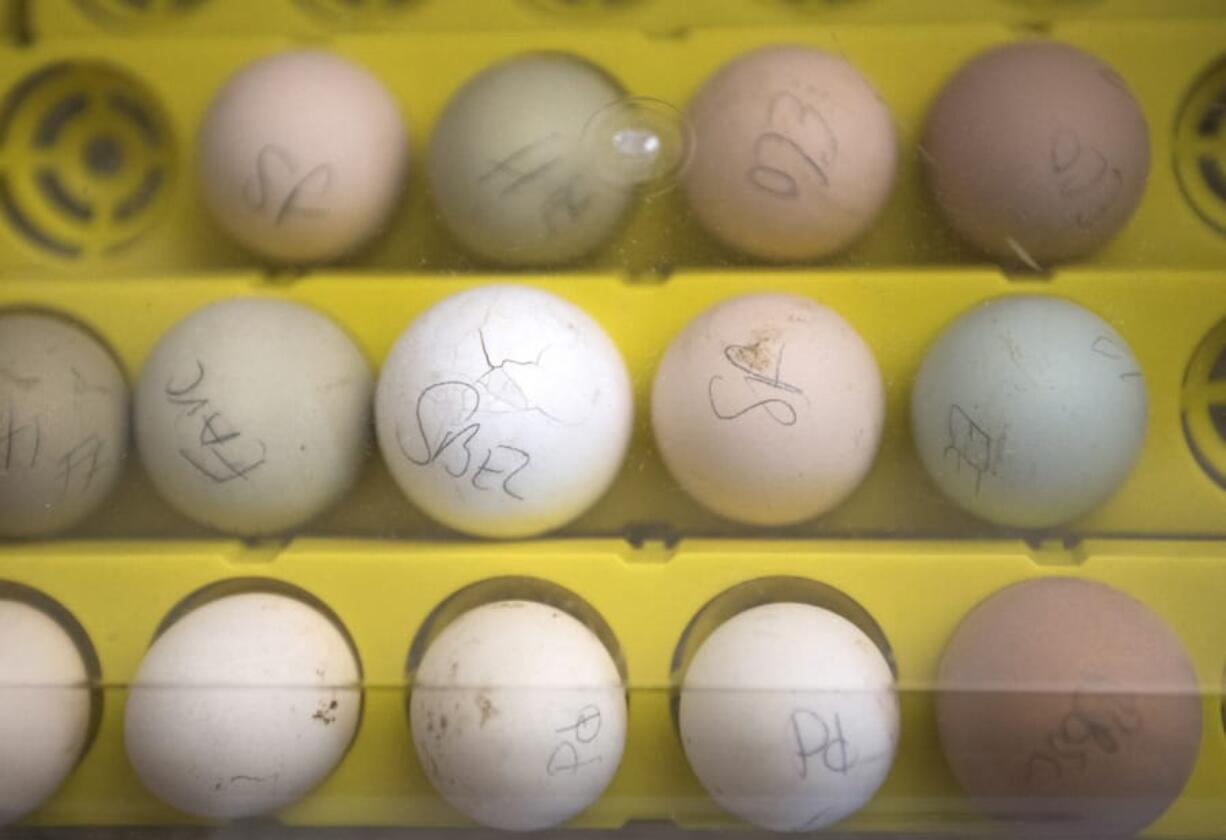 Fourteen eggs sit in an incubator under a live camera feed at Orchards Elementary School on Feb. 6. None of the eggs hatched.