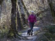 Shalaine Mistretta of Portland and her dog, Everest, walk along the upper section of the Cape Horn Trail. For years, the lower portion of the trail has seasonally closed to protect nesting peregrine falcons. Now a conservation organization is working to see the lower portion of the trail temporarily opened year round to hikers to see if birds and people can coexist peacefully, but the move is proving controversial among bird advocates. At top, signs at the entrance to the Cape Horn Trail remind hikers to be respectful of wildlife.