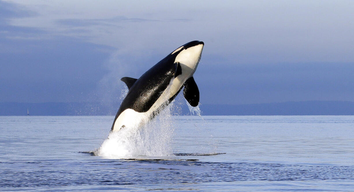 FILE--In this Jan. 18, 2014, file photo, an endangered female orca leaps from the water while breaching in Puget Sound west of Seattle, Wash. With just 76 whales left, the fragile population of endangered Puget Sound orcas is at a 30-year low. Washington state lawmakers are pitching a number of measures to save them from extinction.