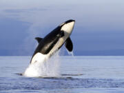 FILE--In this Jan. 18, 2014, file photo, an endangered female orca leaps from the water while breaching in Puget Sound west of Seattle, Wash. With just 76 whales left, the fragile population of endangered Puget Sound orcas is at a 30-year low. Washington state lawmakers are pitching a number of measures to save them from extinction.