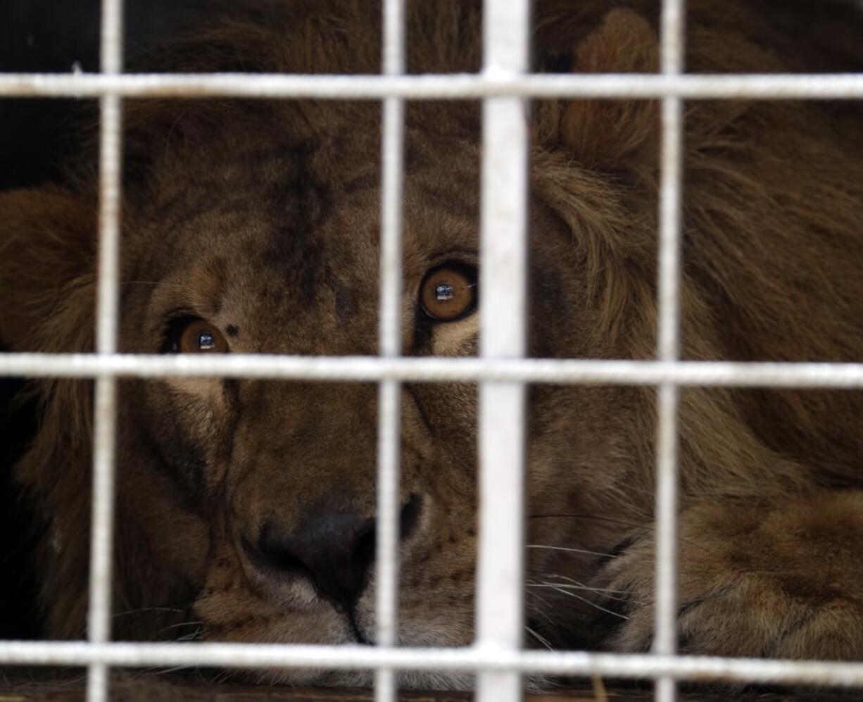 A lion named Saeed, who was rescued from Syria by the animal rights group Four Paws, is caged during its arrival at OR Tambo International airport in Johannesburg, South Africa, on Monday. Two lions rescued from neglected zoos in war zones in Iraq and Syria have been transported to South Africa to recover from physical and psychological trauma at a big cat sanctuary. International animal welfare group Four Paws says the male lions have arrived in Johannesburg on a Qatar Airways flight after leaving an animal refuge in Jordan. The lions arrived emaciated, dehydrated and psychologically scarred in Jordan last year..