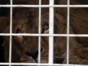 A lion named Saeed, who was rescued from Syria by the animal rights group Four Paws, is caged during its arrival at OR Tambo International airport in Johannesburg, South Africa, on Monday. Two lions rescued from neglected zoos in war zones in Iraq and Syria have been transported to South Africa to recover from physical and psychological trauma at a big cat sanctuary. International animal welfare group Four Paws says the male lions have arrived in Johannesburg on a Qatar Airways flight after leaving an animal refuge in Jordan. The lions arrived emaciated, dehydrated and psychologically scarred in Jordan last year..