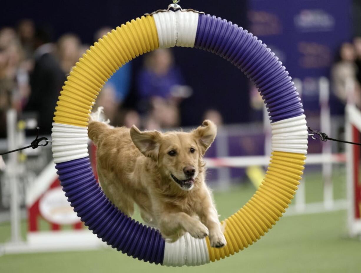 Tommee, a golden retriever, competes in the Masters Agility Championship on Saturday at the Westminster Kennel Club Dog Show in New York.