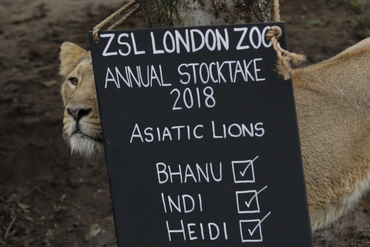 A lioness stands next to a sign placed in their in enclosure during a photocall to publicize the annual stock-take at London Zoo in London, Wednesday, Feb. 7, 2018.