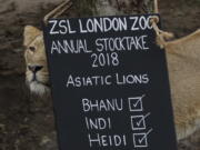 A lioness stands next to a sign placed in their in enclosure during a photocall to publicize the annual stock-take at London Zoo in London, Wednesday, Feb. 7, 2018.