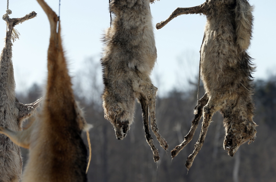 Coyote carcasses strung up from roadside tree in Virginia - The