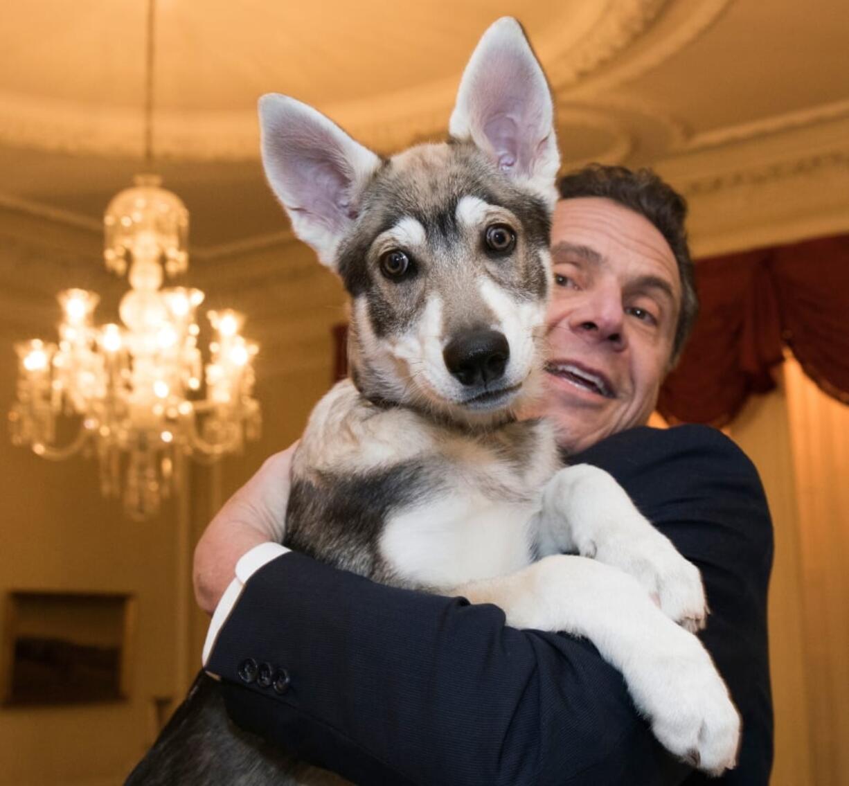 Gov. Andrew Cuomo holds his new dog “Captain” during a conference of mayors in Albany, N.Y. The 14-week dog is a Siberian-shepherd mix, with some Malamute thrown in. (Mike Groll/Office of Governor Andrew M.