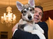 Gov. Andrew Cuomo holds his new dog “Captain” during a conference of mayors in Albany, N.Y. The 14-week dog is a Siberian-shepherd mix, with some Malamute thrown in. (Mike Groll/Office of Governor Andrew M.