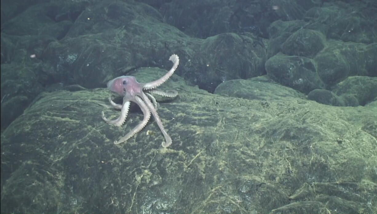 A deep-sea octopus explores new lava flows that erupted at the Axial Seamount, 300 miles off the coast of Oregon. At the time, this was probably the youngest seafloor on the planet.