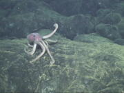 A deep-sea octopus explores new lava flows that erupted at the Axial Seamount, 300 miles off the coast of Oregon. At the time, this was probably the youngest seafloor on the planet.