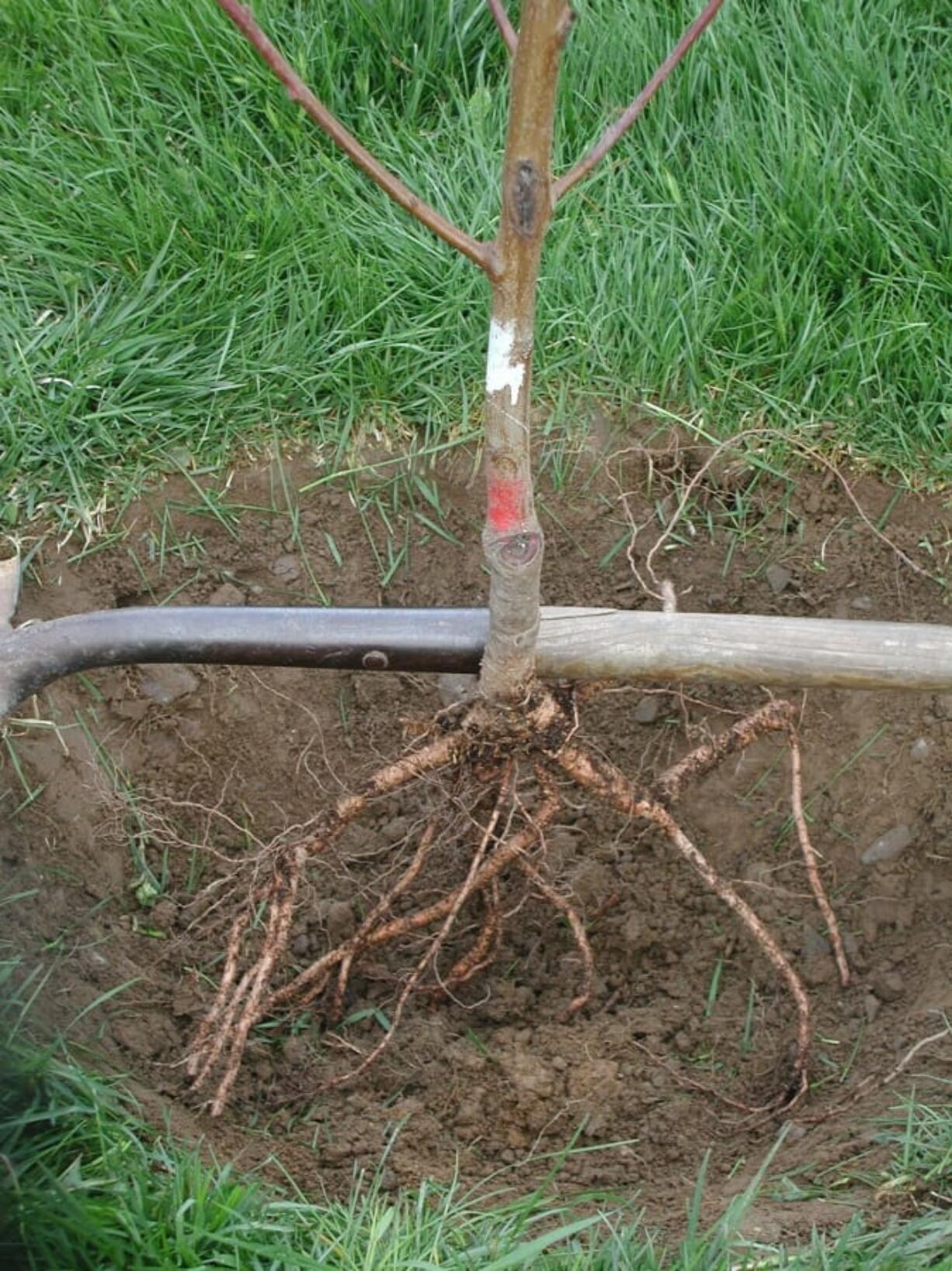 When planting a bare root tree digging a cone-shaped hole about twice the width of root spread and just deep enough to get the tree in the ground is one step in getting it off to a good start.