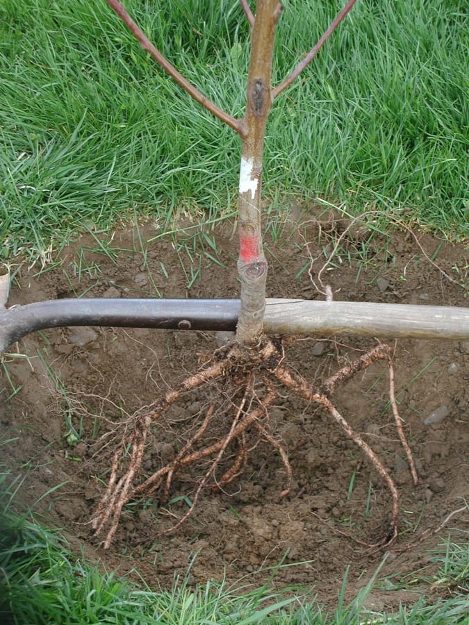 Warming up to planting bare-root trees - The Columbian