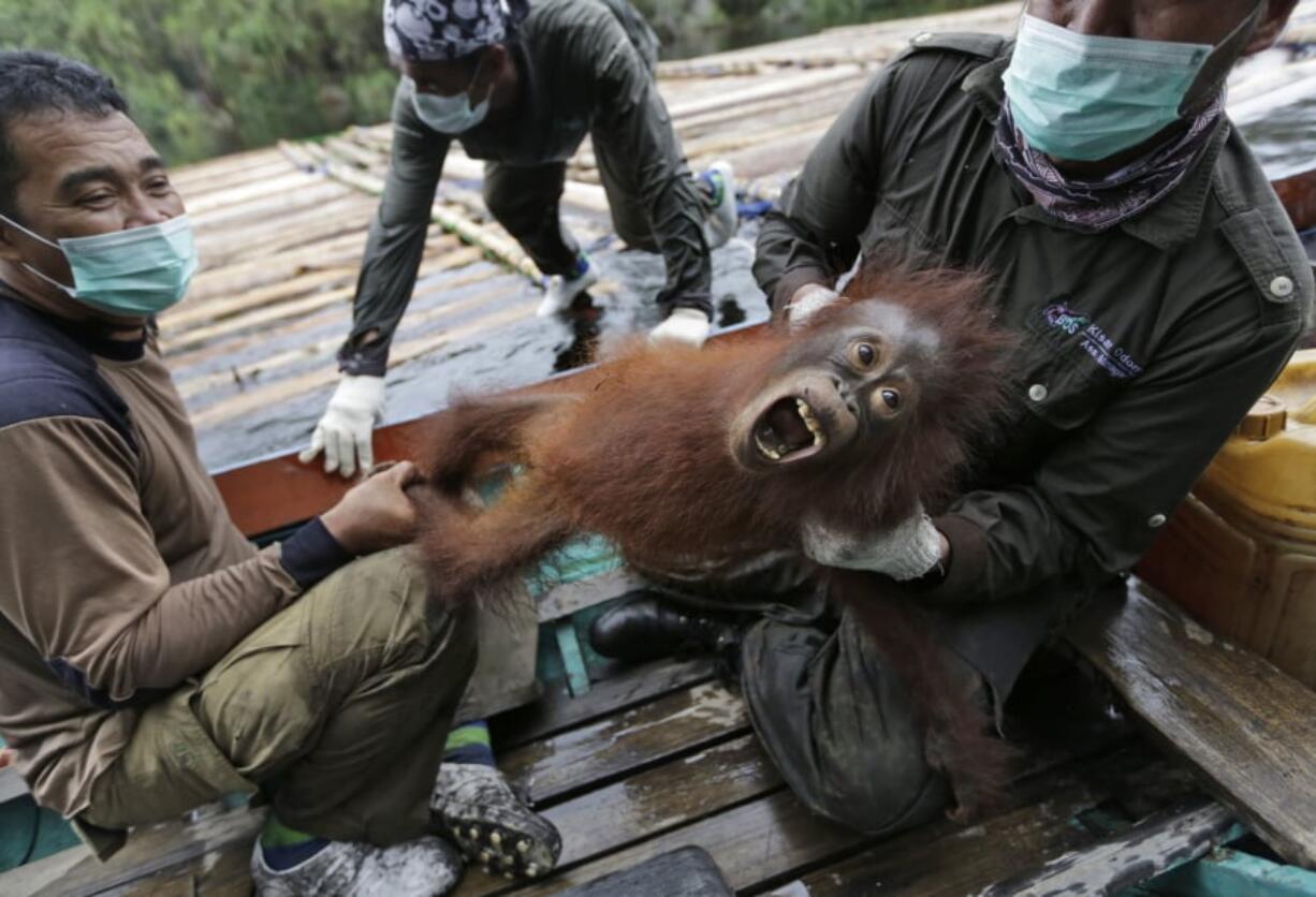 Conservationists of Borneo Orangutan Survival Foundation hold a baby orangutan rescued in January 2016 along with its mother during a rescue and release operation for orangutans trapped in in Sungai Mangkutub, Central Kalimantan, Indonesia.