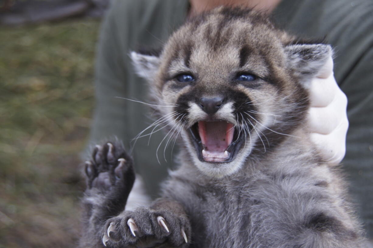 The National Park Service shows mountain lion P-23. The southern California mountain lion was part of a study by federal biologists has been found dead. The National Park Service says remains of the 5½-year-old female lion known as P-23 were recovered this week near Malibu Canyon Road and she appeared to have been struck by a vehicle.