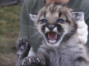 The National Park Service shows mountain lion P-23. The southern California mountain lion was part of a study by federal biologists has been found dead. The National Park Service says remains of the 5½-year-old female lion known as P-23 were recovered this week near Malibu Canyon Road and she appeared to have been struck by a vehicle.