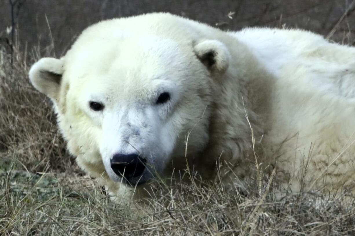 FILE - In this Dec. 16, 2016, file photo, a female polar bear named Coldilocks looks up from a nap during a day of activities marking the polar bear’s 36th birthday at the Philadelphia Zoo in Philadelphia. Coldilocks, who was the oldest captive polar bear in the U.S., has been euthanized following a serious decline in the 37-year-old polar bear’s health, zoo officials said Tuesday, Feb. 20, 2018. Coldilocks was born at the Seneca Park Zoo in Rochester, N.Y., on Dec. 13, 1980, arriving at the Philadelphia Zoo on Oct. 6, 1981.