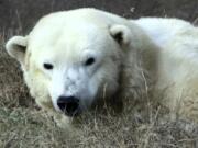 FILE - In this Dec. 16, 2016, file photo, a female polar bear named Coldilocks looks up from a nap during a day of activities marking the polar bear’s 36th birthday at the Philadelphia Zoo in Philadelphia. Coldilocks, who was the oldest captive polar bear in the U.S., has been euthanized following a serious decline in the 37-year-old polar bear’s health, zoo officials said Tuesday, Feb. 20, 2018. Coldilocks was born at the Seneca Park Zoo in Rochester, N.Y., on Dec. 13, 1980, arriving at the Philadelphia Zoo on Oct. 6, 1981.