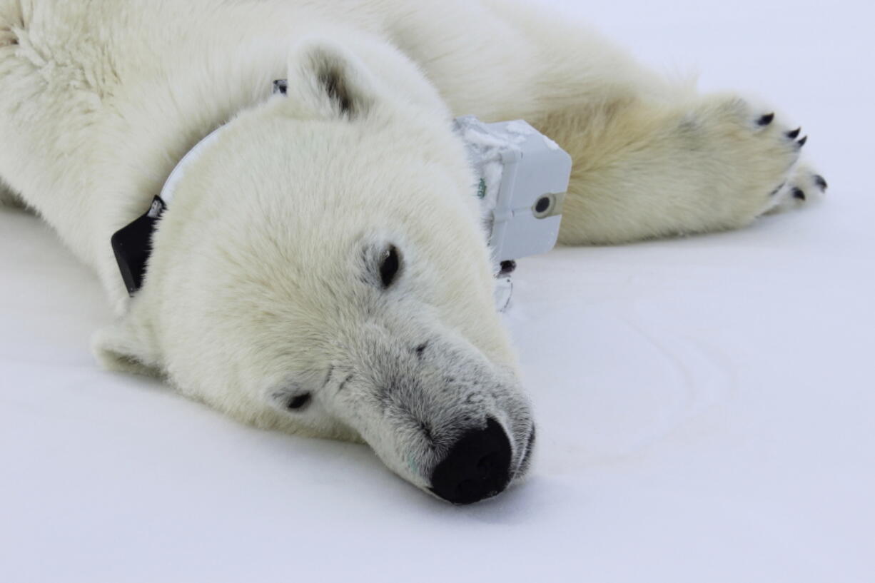 This April 20, 2015 photo provided by Busch Gardens shows a polar bear wearing a GPS video-camera collar lying on a chunk of sea ice in the Beaufort Sea. A new study released on Thursday, Feb. 1, 2018 shows some polar bears in the Arctic are shedding pounds during the time they are supposed to be beefing up.