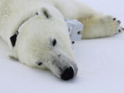 This April 20, 2015 photo provided by Busch Gardens shows a polar bear wearing a GPS video-camera collar lying on a chunk of sea ice in the Beaufort Sea. A new study released on Thursday, Feb. 1, 2018 shows some polar bears in the Arctic are shedding pounds during the time they are supposed to be beefing up.