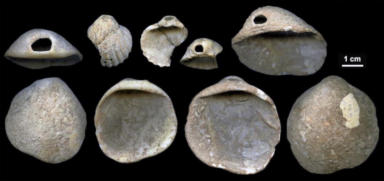 This undated image provided by João Zilhão in February 2018 shows perforated shells found in sediments in the Cueva de los Aviones near Cartagena, Spain. The artifacts date to between 115,000 and 120,000 years ago. New discoveries in some Spanish caves give the strongest evidence yet that Neanderthals created art.