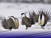 FILE - In this April 20, 2013 file photo, male greater sage grouse perform mating rituals for a female grouse, not pictured, on a lake outside Walden, Colo. More than 50,000 square miles of Bureau of Land Management land in the West has been identified as priority habitat for the birds. Western lawmakers are arguing that BLM headquarters should be moved from Washington, D.C., to the West because of its influence there.