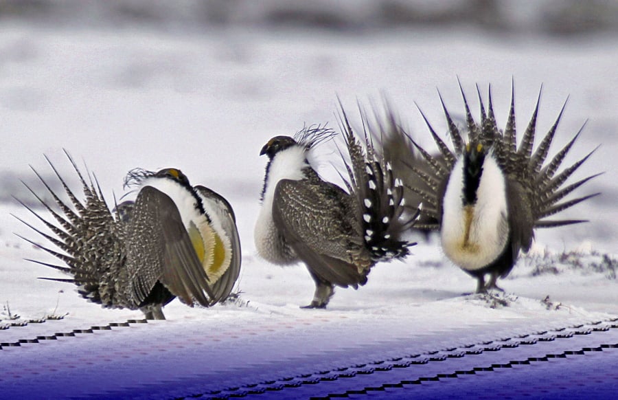 FILE - In this April 20, 2013 file photo, male greater sage grouse perform mating rituals for a female grouse, not pictured, on a lake outside Walden, Colo. More than 50,000 square miles of Bureau of Land Management land in the West has been identified as priority habitat for the birds. Western lawmakers are arguing that BLM headquarters should be moved from Washington, D.C., to the West because of its influence there.