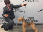 Eleven-year-old Fenric Towell kneels with his Lakeland terrier, Missy, on lead, at Purina Farms in Grey Summit, Mo., Sept. 2017. The Westminster Kennel Club competition is best known for the dog crowned Best in Show, but it’s also a showcase for young handlers who sometimes go up against grown-ups.