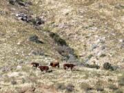 An estimated 150 unbranded feral bulls and cows live in the new Sand to Snow National Monument near Palm Springs, Calif.