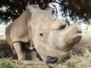 Sudan, the last male northern white rhino, eats inside his enclosure in 2015 at Ol Pejeta Conservancy in Nanyuki, Kenya.