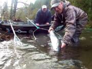 Steelheading is heating up in the Cowlitz and Kalama Rivers. The fishing should stay strong through March.