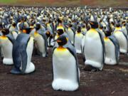 Volunteer Point in the Falkland Islands hosts the largest colony of king penguins outside of Antarctica. A new study suggests king penguins could be extinct by the end of the century.