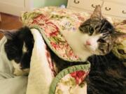 Stanley, left, and Jay, two of Baltimorean Betsy Boyd’s cats. Jay was the kidney donor for 17-year-old Stanley; Boyd spent $19,000 on the surgery.