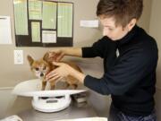 Linda Sackman, director of shelter operations, weighs a dog in the intake room Oct. 11 at the new Travers Family Compassion and Care Center at the East Bay SPCA in Oakland, Calif. The center took in 14 cats and 17 dogs from Sonoma County Animal Services and Rohnert Park Animal Services to free up space for pets evacuated or lost in the Napa and Sonoma County fires. Laura A.