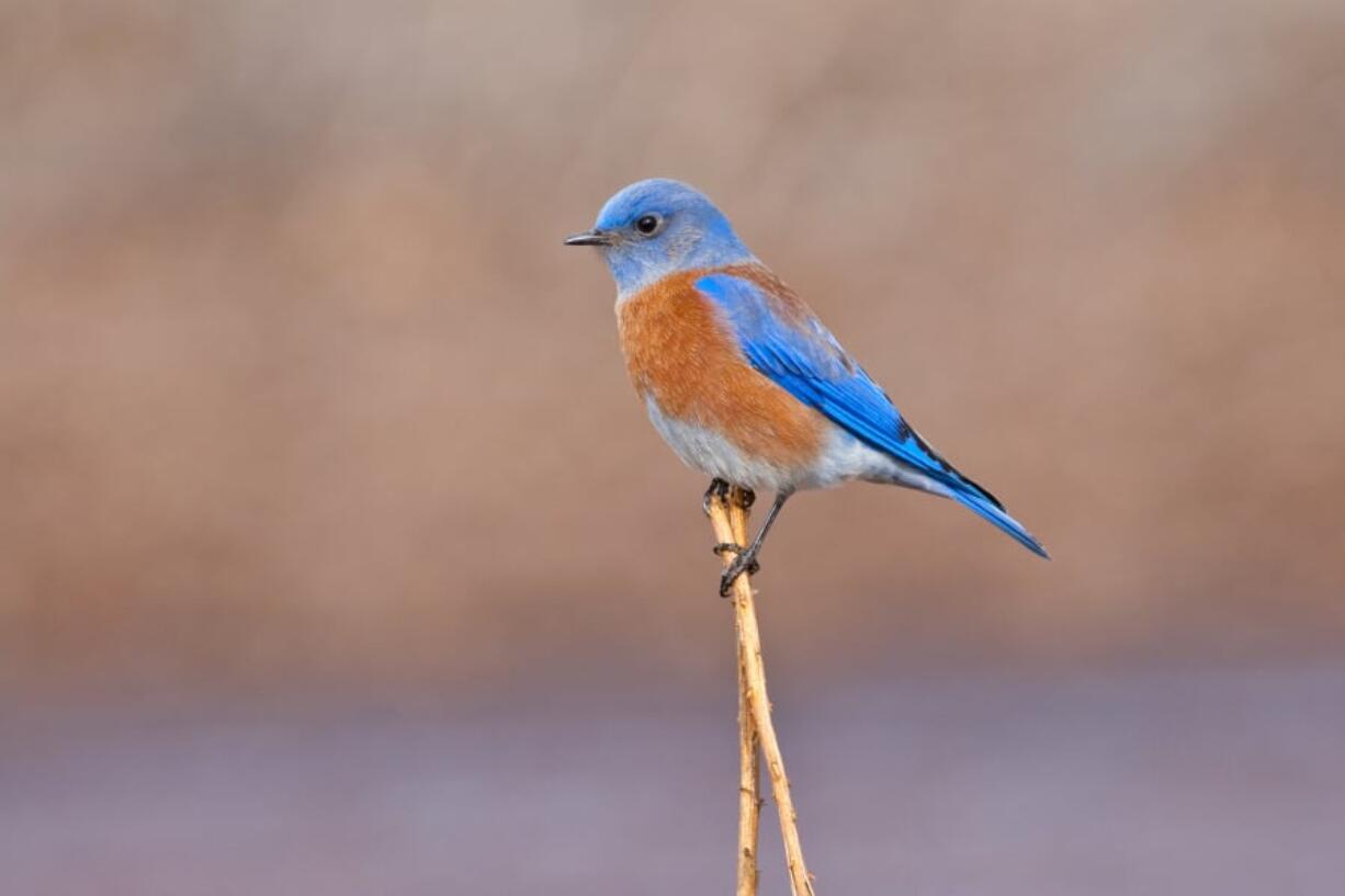 A male Western bluebird photographed in Arizona. The species appears to be making a return to Clark County after a long absence.