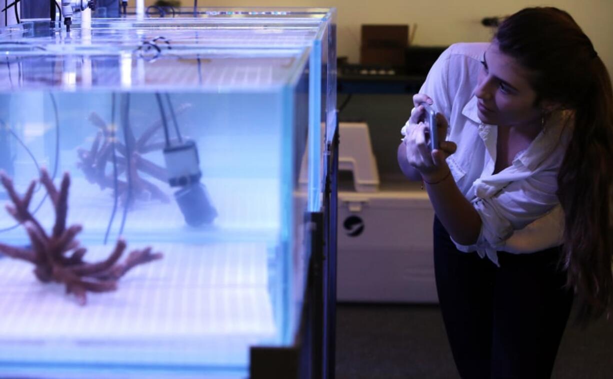 Melissa Fernandez, a freshman at FIU’s Biomedical Engineering Dept. is an intern on the coral restoration team at the Frost Museum of Science. The team is stress-testing coral in the Inventors Lab to make reefs more climate change resilient. The coral is exposed to high lights and high heat bleaching experiments in an effort to boost their thermal tolerance and give them a better chance of surviving rising ocean temperatures.