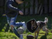 Javier Mercado, 16, plays with his dog Rex who was shot three times while protecting Javier during a home invasion in Des Moines, Iowa. Javier is seeing a psychologist, he and his parents have moved out of their home, and Rex now acts jittery. A GoFundMe raised $62,221 of $10,000 goal to pay for the dog’s surgery. Ellen M.