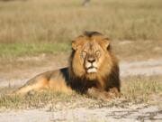 Cecil the lion rests in Hwange National Park, in Hwange, Zimbabwe. His 2015 death at the hands of hunters caused an international controversy.