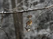 A sparrow, a cardinal and a tufted titmouse wait for their turn on a bird feeder in Maryland.