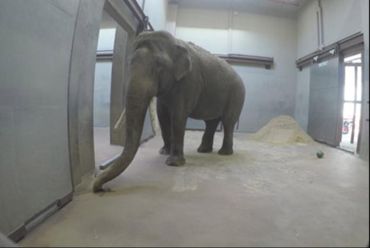 Spike arrived at Washington’s National Zoo after a 900-mile overnight road trip from Busch Gardens, in Tampa, where he had lived since 2014. MUST CREDIT: Smithsonian National Zoo.