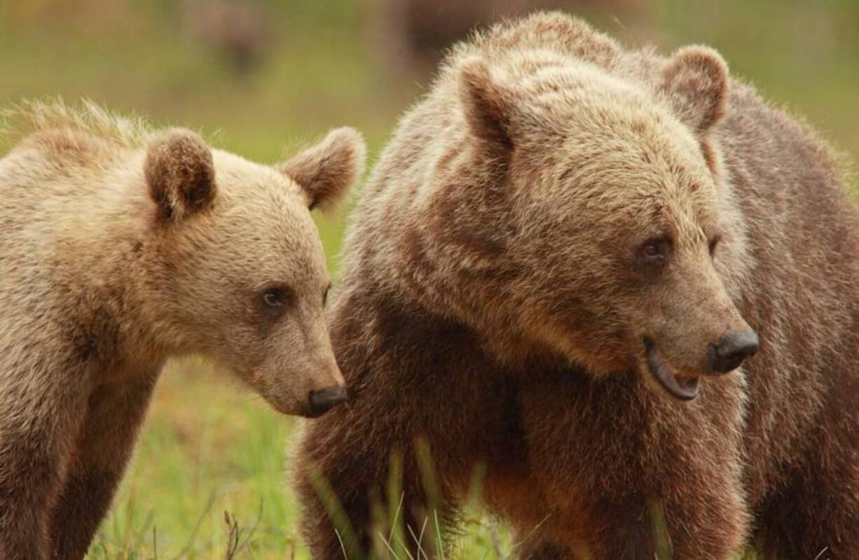 A female Scandinavian brown bear is seen with her cub. After they were made off-limits to hunters, mothers invested more time rearing their cubs.