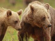 A female Scandinavian brown bear is seen with her cub. After they were made off-limits to hunters, mothers invested more time rearing their cubs.