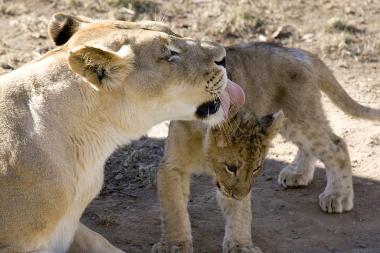 An African lion licks its cub at the Smithsonian’s National Zoo. Cats spend lots of time licking their fur with their scratchy tongues, but getting clean isn’t the only purpose.