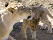 An African lion licks its cub at the Smithsonian’s National Zoo. Cats spend lots of time licking their fur with their scratchy tongues, but getting clean isn’t the only purpose.